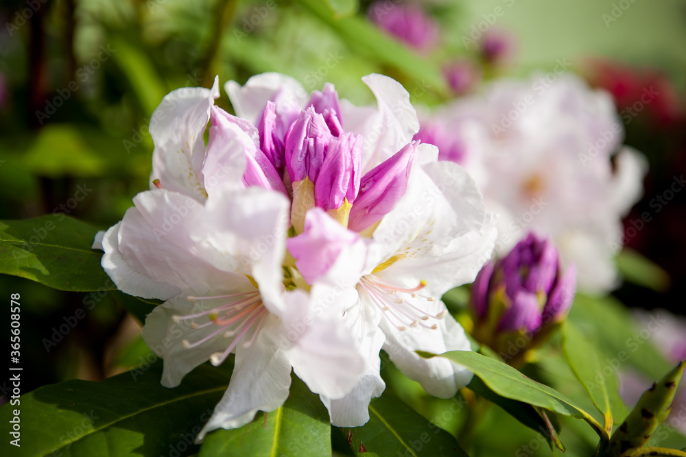 rhododendron in spring, white flowers close up
rhododendron in spring, white flowers close up