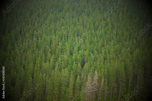 Summer forest in the mountains