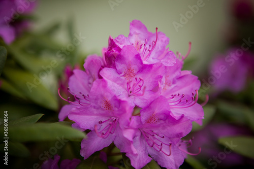  Rhododendron in spring, magenta flowers close up