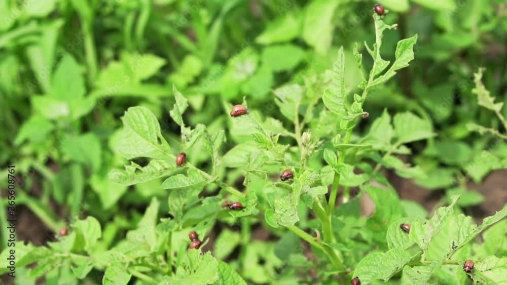 Colorado potato beetles causing damage to agriculture.
