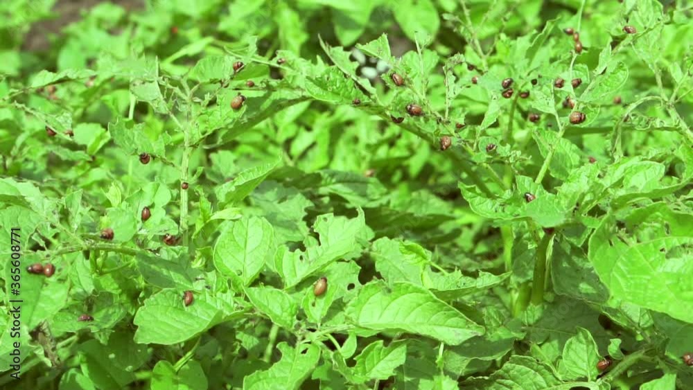 Colorado potato beetles causing damage to agriculture. Colorado potato beetles causing damage to agriculture.