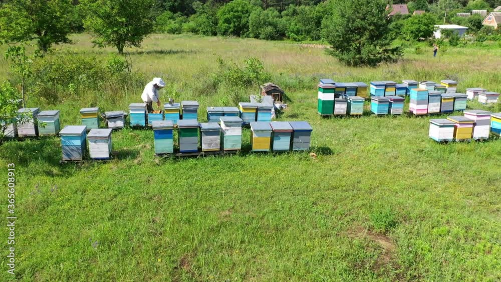 Apiary in the countryside. Apiarist examining bees near beehives. Wooden hives among green nature. Camera moves to the right. Drone view. Apiary in the countryside. Apiarist examining bees near beehives. Wooden hives among green nature. Camera moves to the right. Drone view.