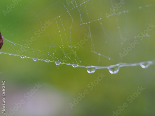 Spiderweb after the rain