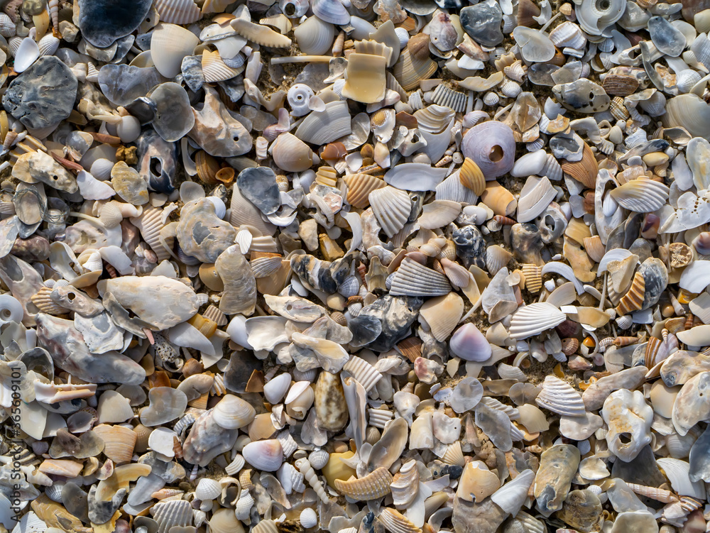 Close up of Shells on the beach.