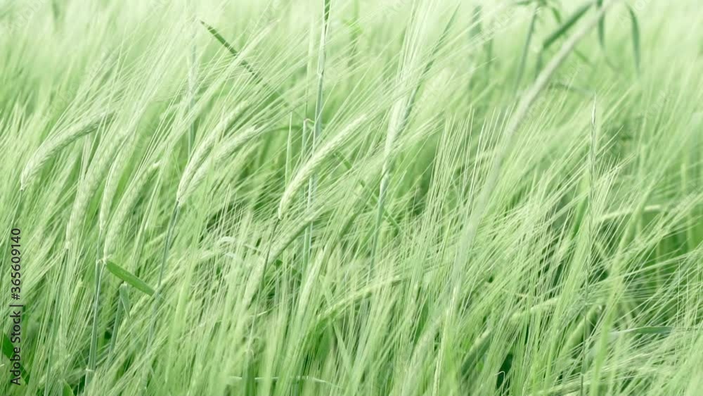 Field of ripening wheat in slow motion. Field of ripening wheat in slow motion.