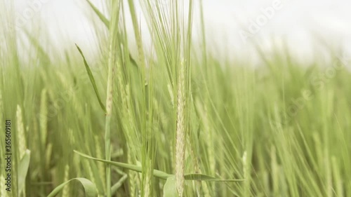 Field of ripening wheat in slow motion. photo