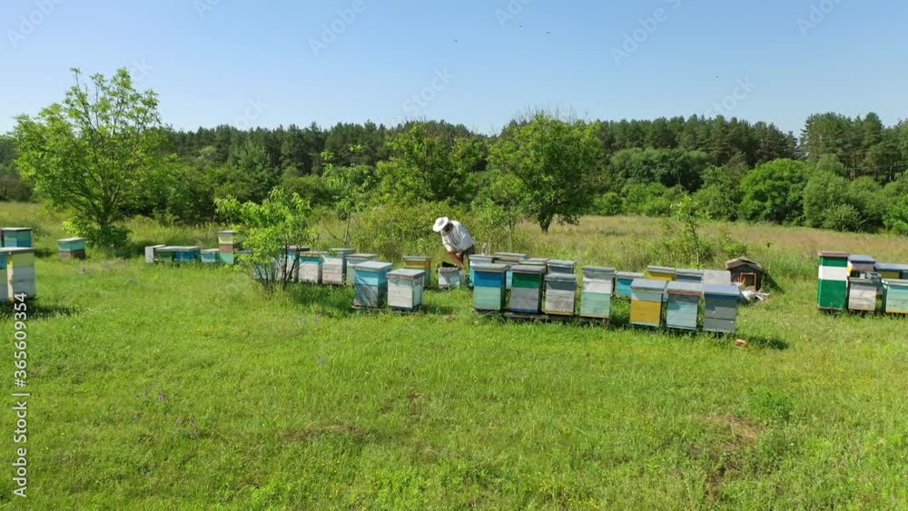 Apiary among green nature. Wooden beehives on the field. Beekeeper working on a bees farm in sunny day. Apiary concept. Apiary among green nature. Wooden beehives on the field. Beekeeper working on a bees farm in sunny day. Apiary concept.