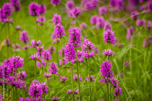 Fields of purple flowers