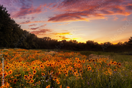 Vibrant fields of yellow flowers at sunset