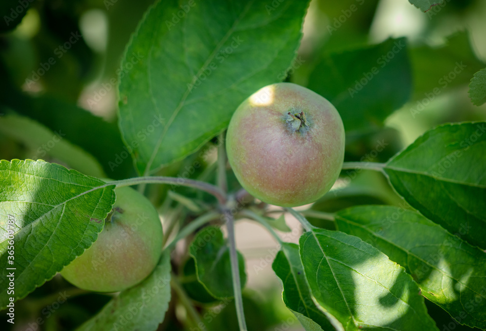 Close-up of apples on the branches of a tree. Close-up of apples on the branches of a tree.