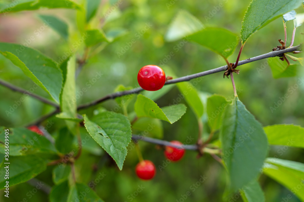Close up of red cherry on a tree.