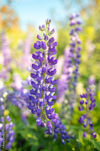 Beautiful purple flower grows in the park.