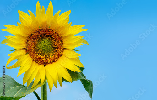 Blooming sunflower in the blue background. #365611194