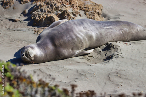 Elephant seals in San Simeon California