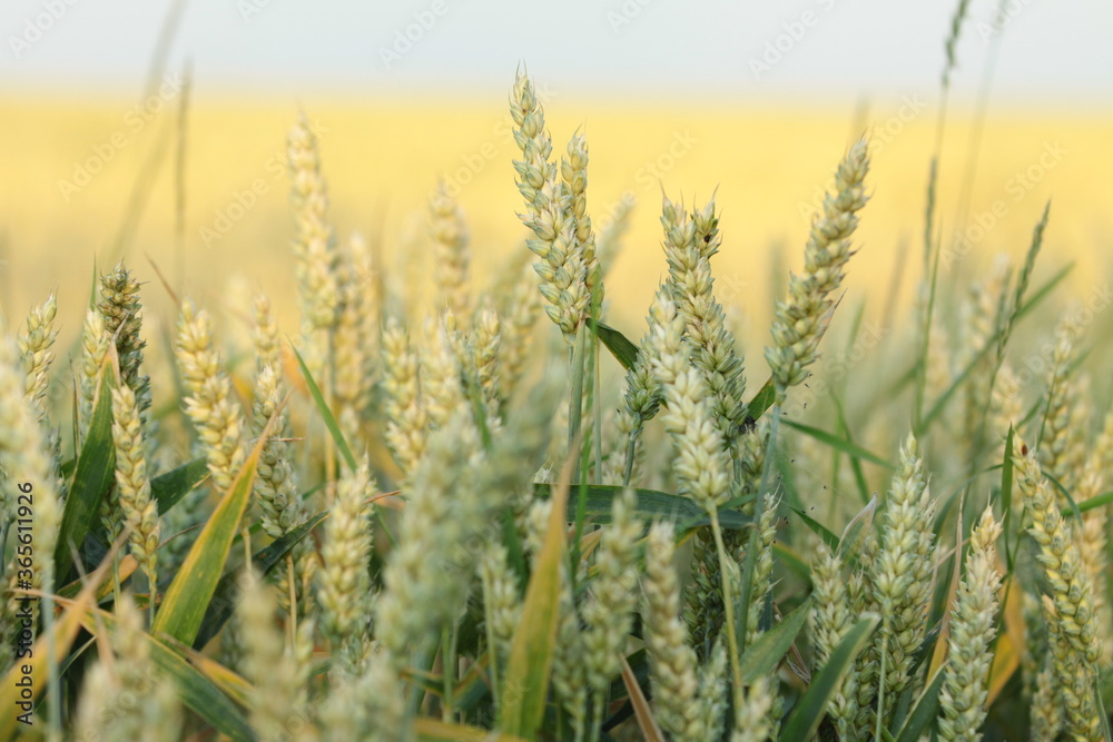 field of wheat field of wheat