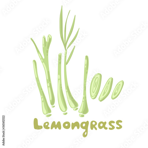 Lemongrass or Cymbopogon or Citronella grass. Culinary herb, Asian ingredient. Lemongrass herb vector illustration. Vegetable stem and lobules. Organic spice and botanical herb illustration