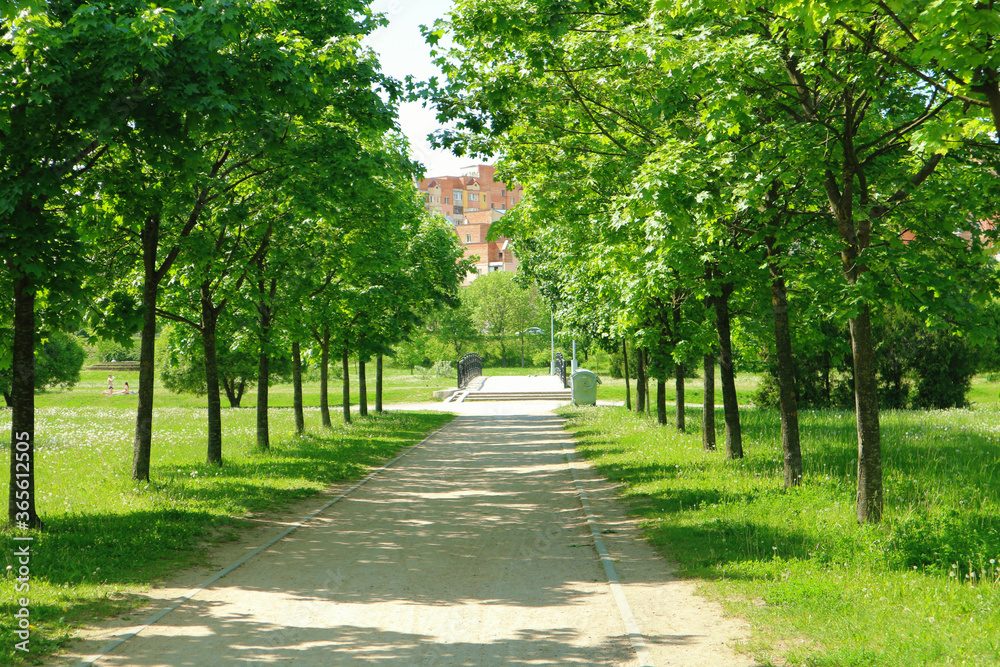 Young alley in the park. A walkway leads to the bridge. Summer sunny day and good weather in Minsk, Belarus.