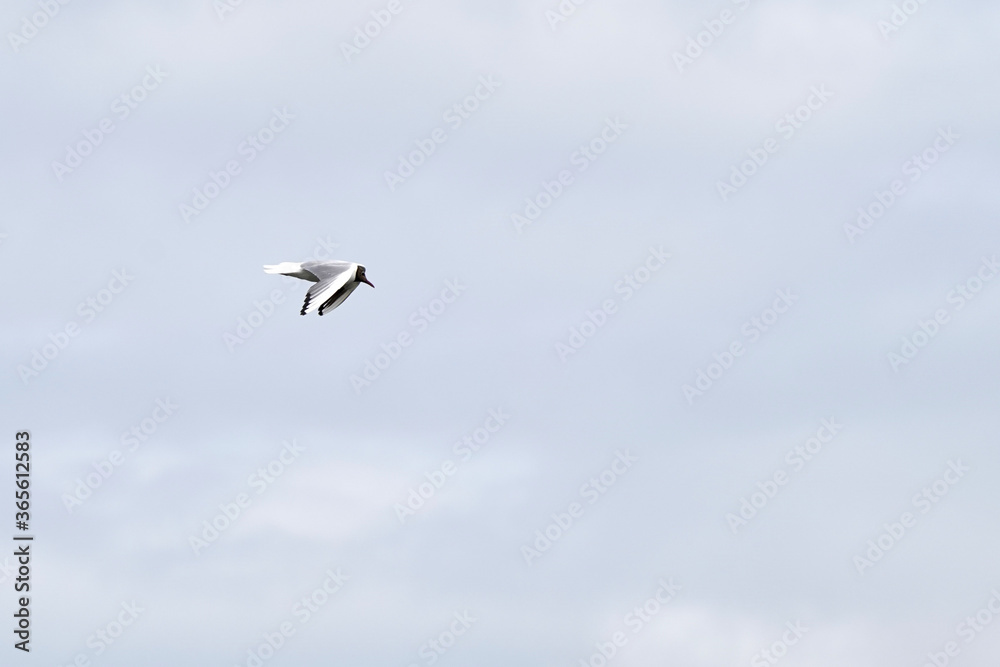 Black-headed gull in flight, against blue background. Front view Black-headed gull in flight, against blue background. Front view