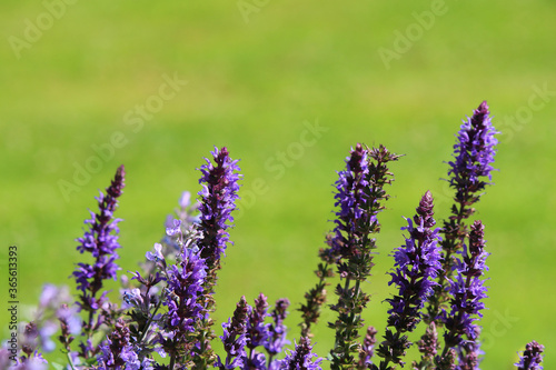 Blue meadow clary  Salvia pratensis  against the green of lawn