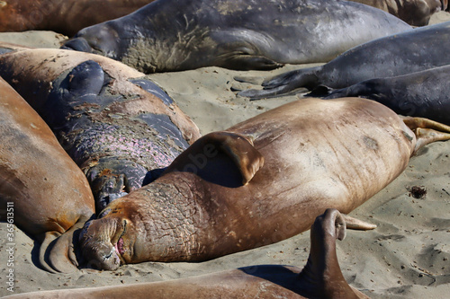 Elephant seals in San Simeon California