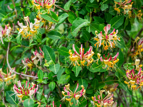 Late Dutch honeysuckle, Lonicera periclymenum ´Serotina`, is a deciduous vine with fragrant flowers, closeup with selective focus photo