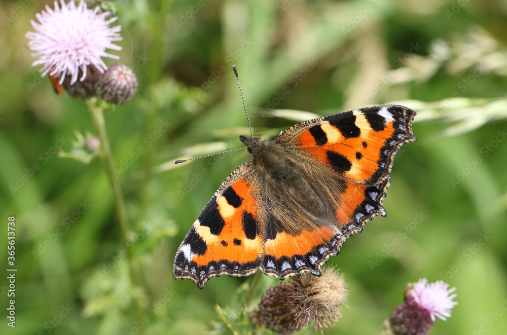 A Small Tortoiseshell Butterfly, Aglais urticae, nectaring on a thistle flower in a meadow. A Small Tortoiseshell Butterfly, Aglais urticae, nectaring on a thistle flower in a meadow.