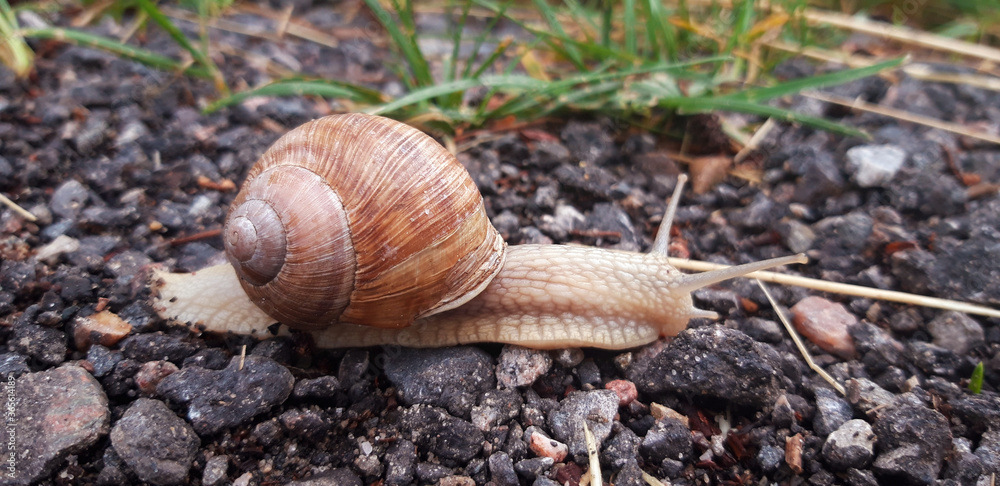 Close-up of Roman snail (Helix pomatia) walking on a gravel surface Close-up of Roman snail (Helix pomatia) walking on a gravel surface