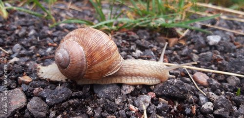 Close-up of Roman snail (Helix pomatia) walking on a gravel surface