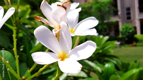 white and yellow flowers