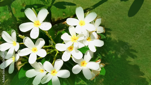 white flowers on green background