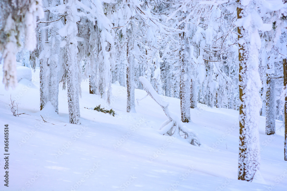 Fir forest covered with fresh fluffy snow Fir forest covered with fresh fluffy snow