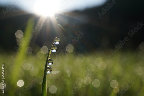 morning dew