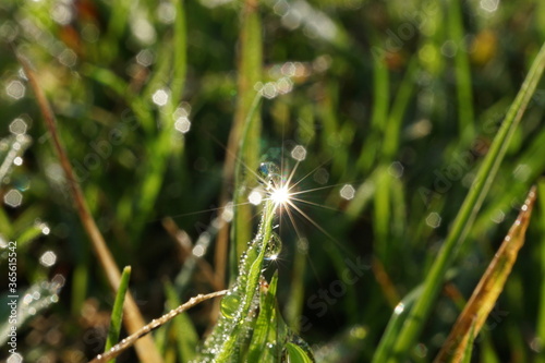 morning dew