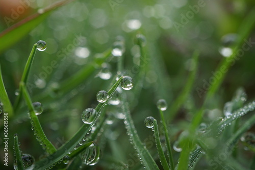 morning dew