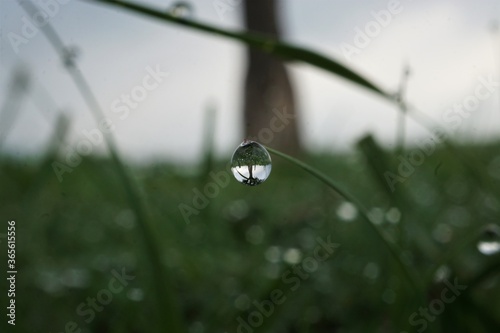 morning dew
