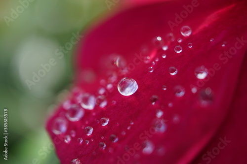 morning dew