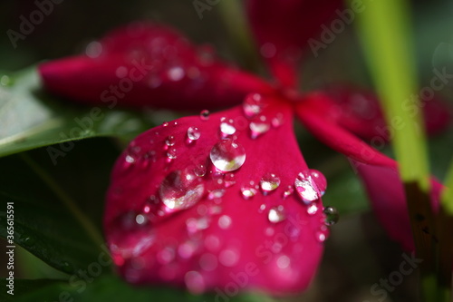 morning dew