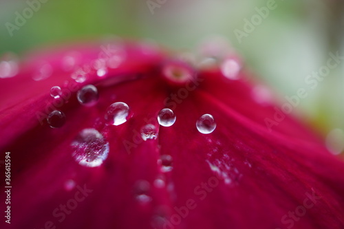 morning dew