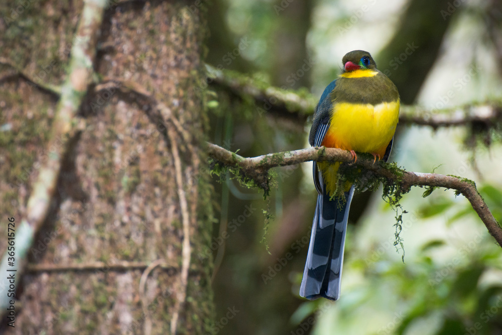 The Javan trogon-Apalharpactes reinwardtii blue bird on a branch
The Javan trogon-Apalharpactes reinwardtii blue bird on a branch