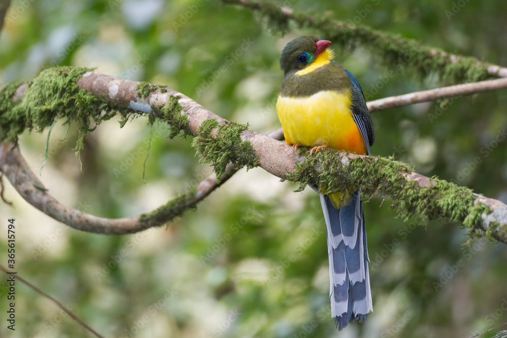 Fototapeta premium The Javan trogon-Apalharpactes reinwardtii blue bird on a branch
