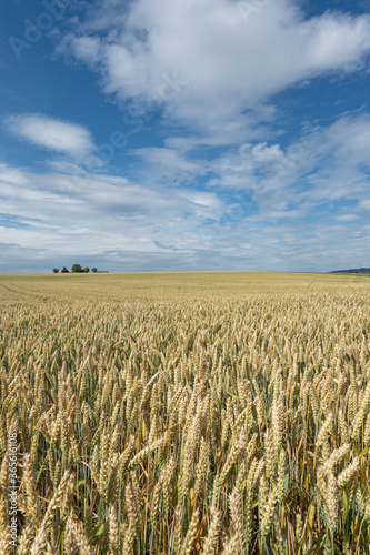 Wheat field in landscape