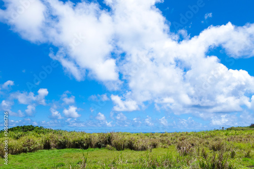 沖縄の草原と空
