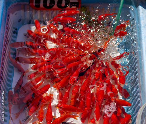 金魚１
