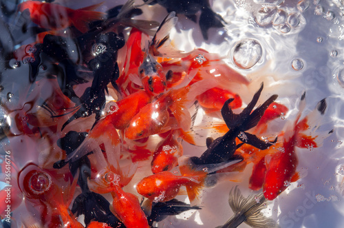 金魚２