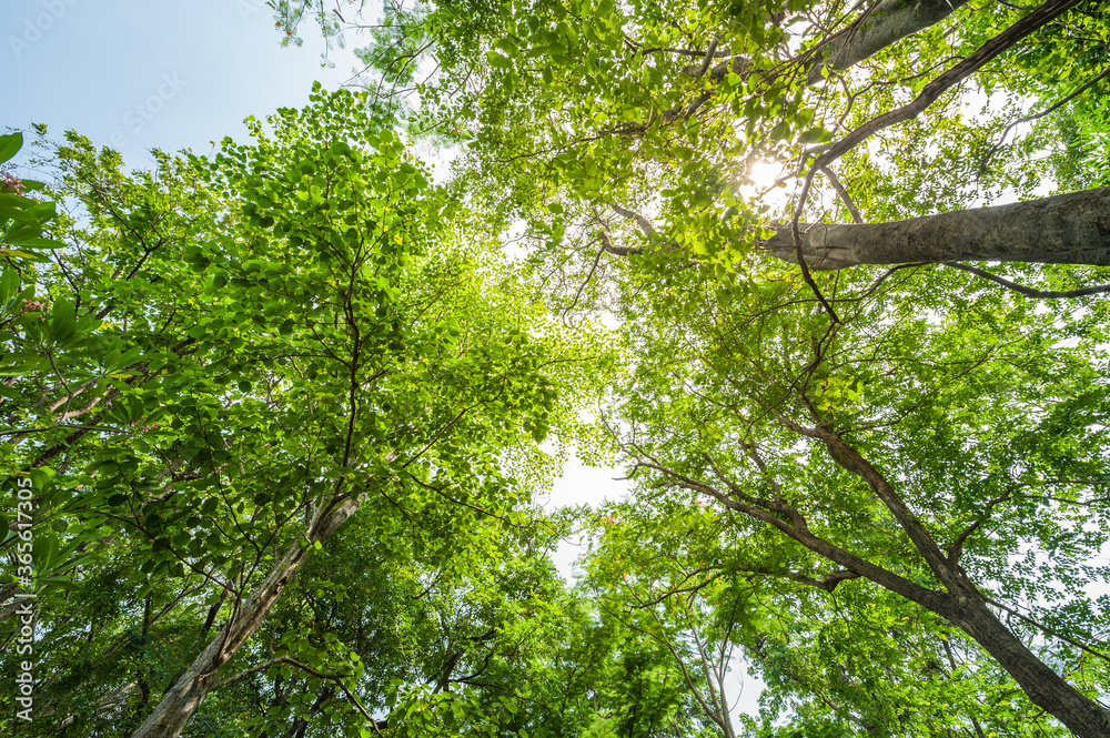 Forest trees. nature green wood, sunlight backgrounds. Forest trees. nature green wood, sunlight backgrounds.