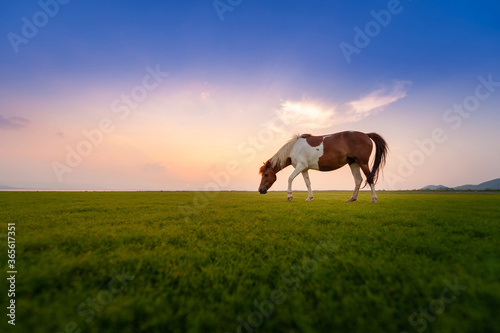 Horses grazing on pasture at sunset. © Sarunyoo