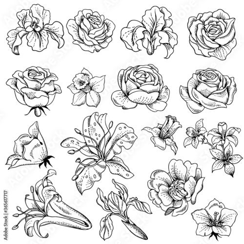 Vector set of different flowers. Isolated outline illustration.