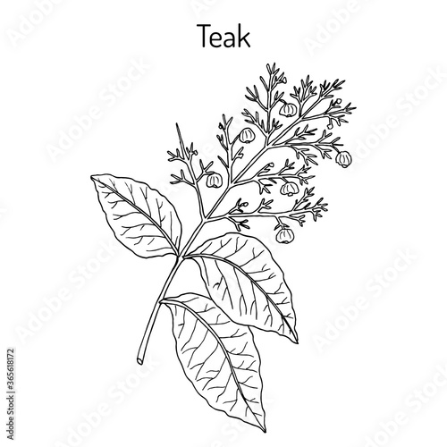 Teak tree (Tectona grandis), medicinal plant