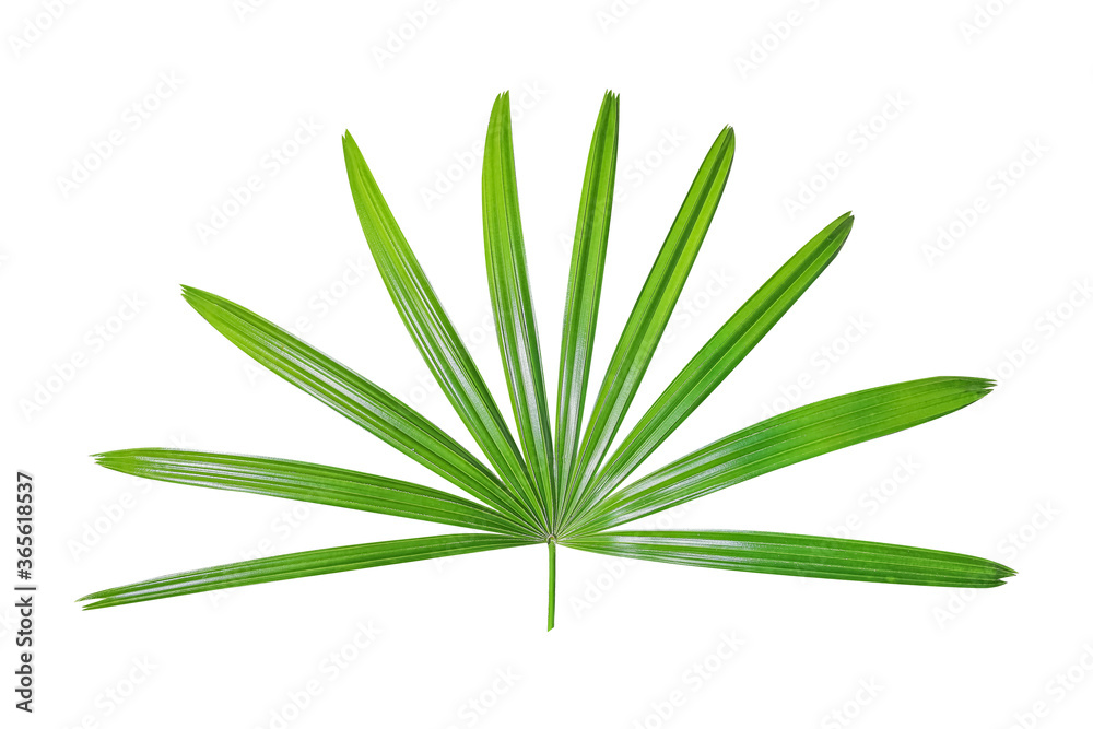 Palm leaf isolated on white background with clipping path Palm leaf isolated on white background with clipping path