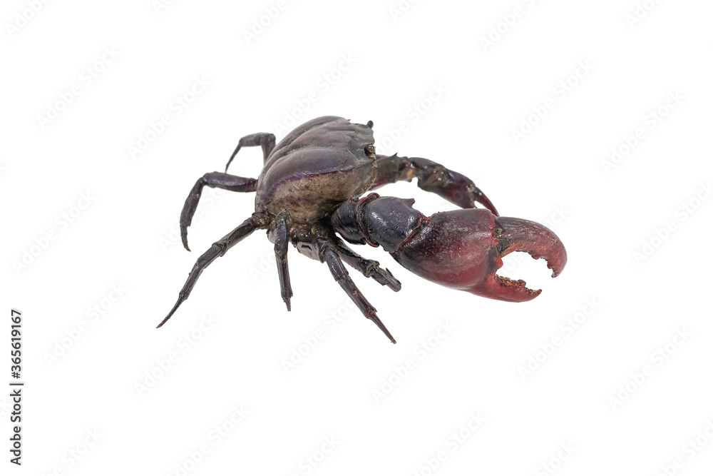 Crab (Field crab) Isolated on white background with clipping path included. Crab (Field crab) Isolated on white background with clipping path included.